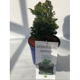 CHAMAECIPARIS NANA GRACILIS