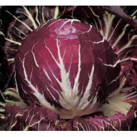 BLUMEN CICORIA DI CHIOGGIA PRECOCISSIMA