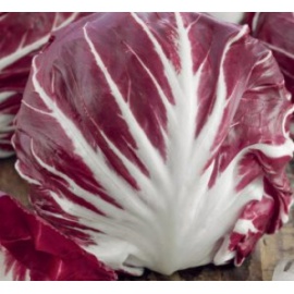 BLUMEN CICORIA DI CHIOGGIA TARDIVA