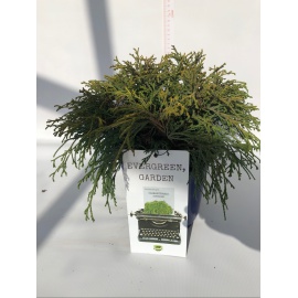 CHAMAECIPARIS SUNGOLD