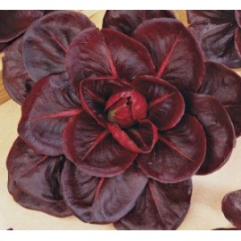BLUMEN CICORIA GRUMOLO ROSSO