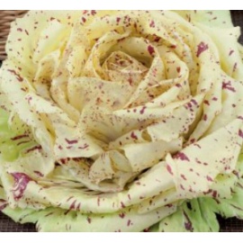 BLUMEN CICORIA VARIEGATA DI CASTELFRANCO