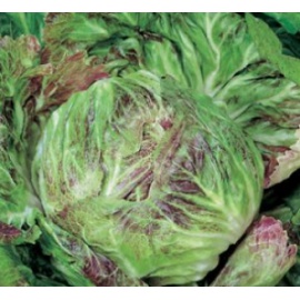 BLUMEN CICORIA VARIEGATA DI CHIOGGIA