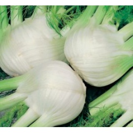 BLUMEN FINOCCHIO ROMANESCO