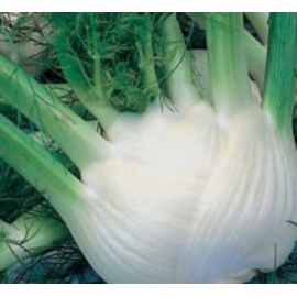BLUMEN FINOCCHIO WADENROMEN