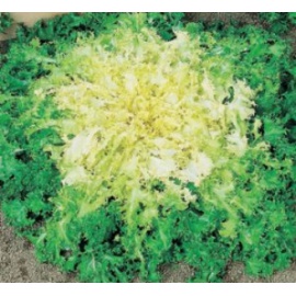 BLUMEN INVIDIA RICCIA A CUORE D'ORO