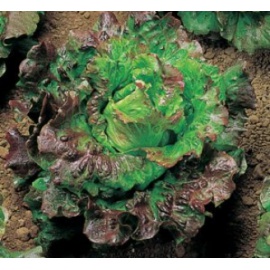 BLUMEN LATTUGA CANASTA