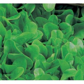BLUMEN LATTUGA DA TAGLIO BIONDA A FOGLIA LISCIA