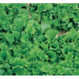BLUMEN LATTUGA DA TAGLIO BIONDA A FOGLIA RICCIA
