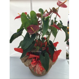 ANTHURIUM ROSSO VASO 35 H.35 CM CONFEZIONATO CON JUTA NATURALE