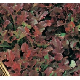 BLUMEN LATTUGA DA TAGLIO ROSSA A FOGLIA RICCIA