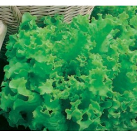 BLUMEN LATTUGA GREEN GENTLE BIONDA DA TAGLIO