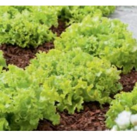 BLUMEN LATTUGA LOLLO BIONDA
