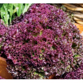 BLUMEN LATTUGA LOLLO ROSSA