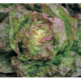 BLUMEN LATTUGA MERAVIGLIA 4 STAGIONI