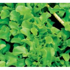 BLUMEN LATTUGA RICCIUTA BARBA DEI FRATI