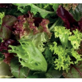 BLUMEN MISTICANZA 4 STAGIONI LATTUGHE CICORIE INVIDIE E SCAROLE