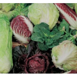 BLUMEN MISTICANZA DI CICORIE DA CAMPO INVERNALE
