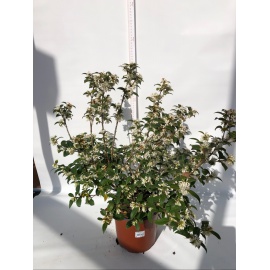 OSMANTHUS BURKWOODII O OSMAREA