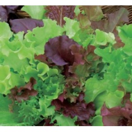 BLUMEN MISTICANZA DI LATTUGHINI 4 STAGIONI