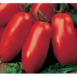 BLUMEN POMODORO LUNGO SAN MARZANO
