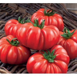 BLUMEN POMODORO MARMANDE PRECOCISSIMO