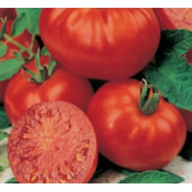 BLUMEN POMODORO TONDO DA INSALATA