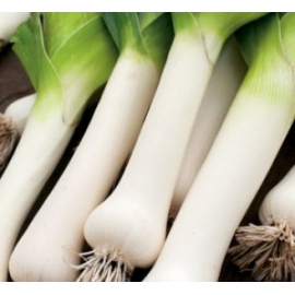 BLUMEN PORRO GIGANTE BIANCO