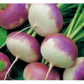 BLUMEN RAPA DA MILANO A COLLETTO VIOLA