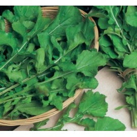 BLUMEN RUCOLA COLTIVATA