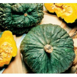 BLUMEN ZUCCA MARINA DI CHIOGGIA