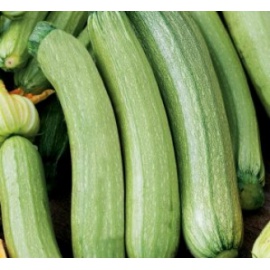 BLUMEN ZUCCHINO GENOVESE CHIARO