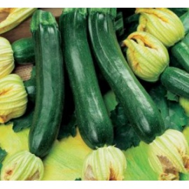 BLUMEN ZUCCHINO NANO VERDE DI MILANO