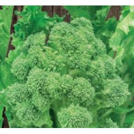 BLUMEN CIMA DI RAPA NOVANTINA