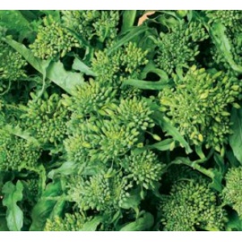 BLUMEN CIMA DI RAPA SESSANTINA