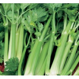 BLUMEN SEDANO VERDE