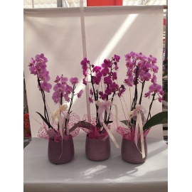 COMPOSIZIONE ORCHIDEA PHALAENOPSIS COLORATO CON CASOO’ IN CERAMICA 