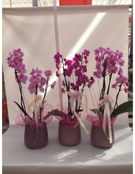 COMPOSIZIONE ORCHIDEA PHALAENOPSIS COLORATO CON CASOO’ IN CERAMICA 