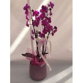 COMPOSIZIONE ORCHIDEA PHALAENOPSIS COLORATO CON CASOO’ IN CERAMICA  2