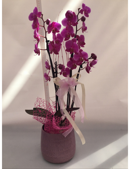 COMPOSIZIONE ORCHIDEA PHALAENOPSIS COLORATO CON CASOO’ IN CERAMICA 