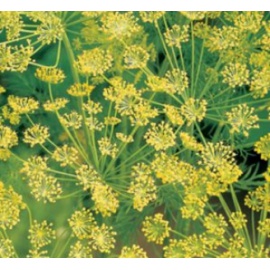 BLUMEN ANETO