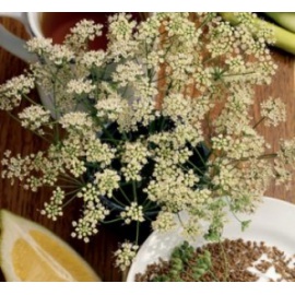 BLUMEN ANICE