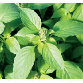 BLUMEN BASILICO LEMON