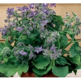 BLUMEN BORRAGINE