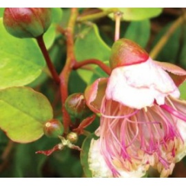 BLUMEN CAPPERO