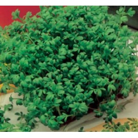 BLUMEN CRESCIONE COMUNE