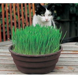BLUMEN ERBA PER GATTI