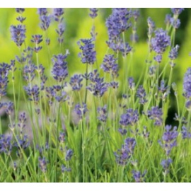 BLUMEN LAVANDA OFFICINALIS
