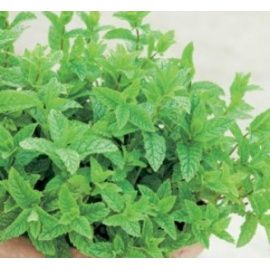 BLUMEN MENTA