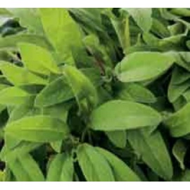 BLUMEN SALVIA OFFICINALIS